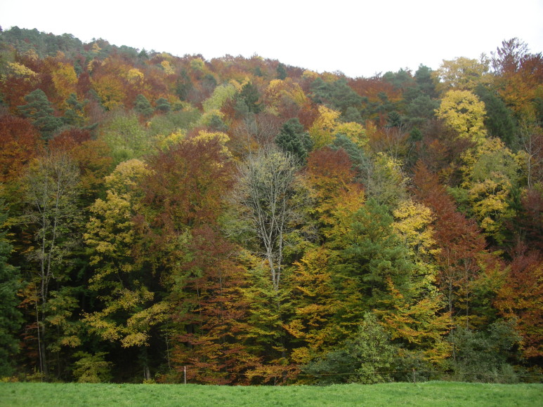 2. Solothurner Waldwanderweg 2