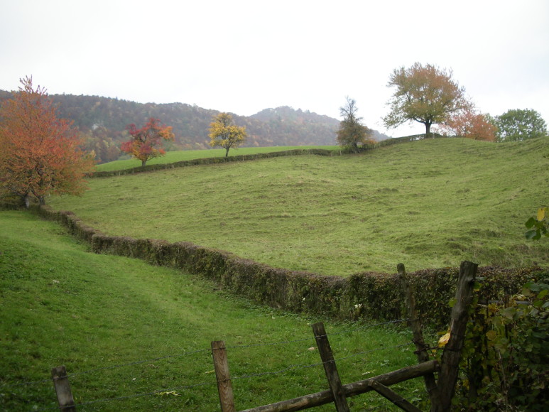 2. Solothurner Waldwanderweg 3