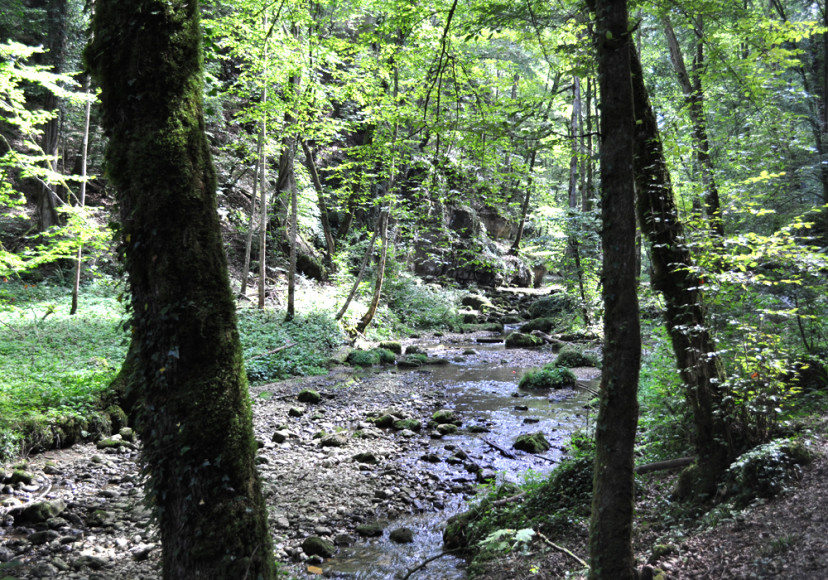 Hauptbild_Laufen_Beinwil