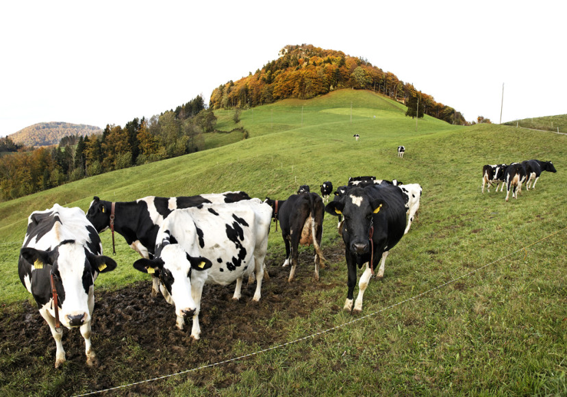 Kuehe auf der Challhoechi